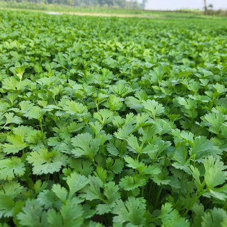 Cilantro Seeds - Santo - Alliance of Native Seedkeepers - 