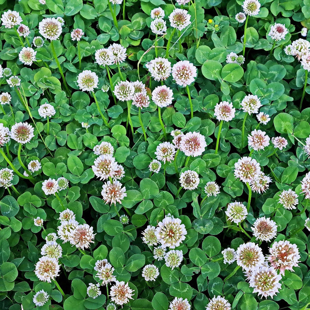 Clover Seeds - White Dutch - Alliance of Native Seedkeepers - Flower Seeds