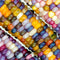 Grain Seeds