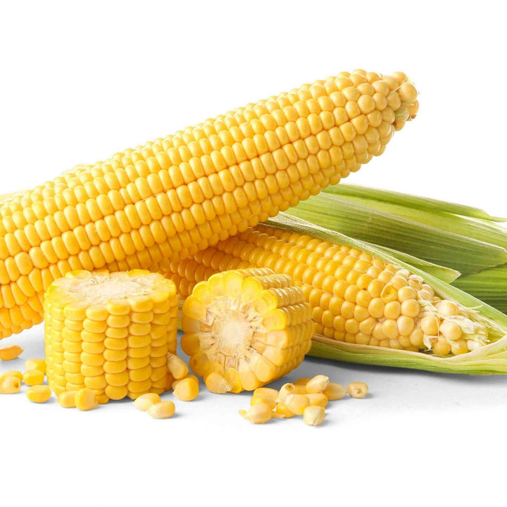 Golden Bantam 8 Row Sweet corn Seeds