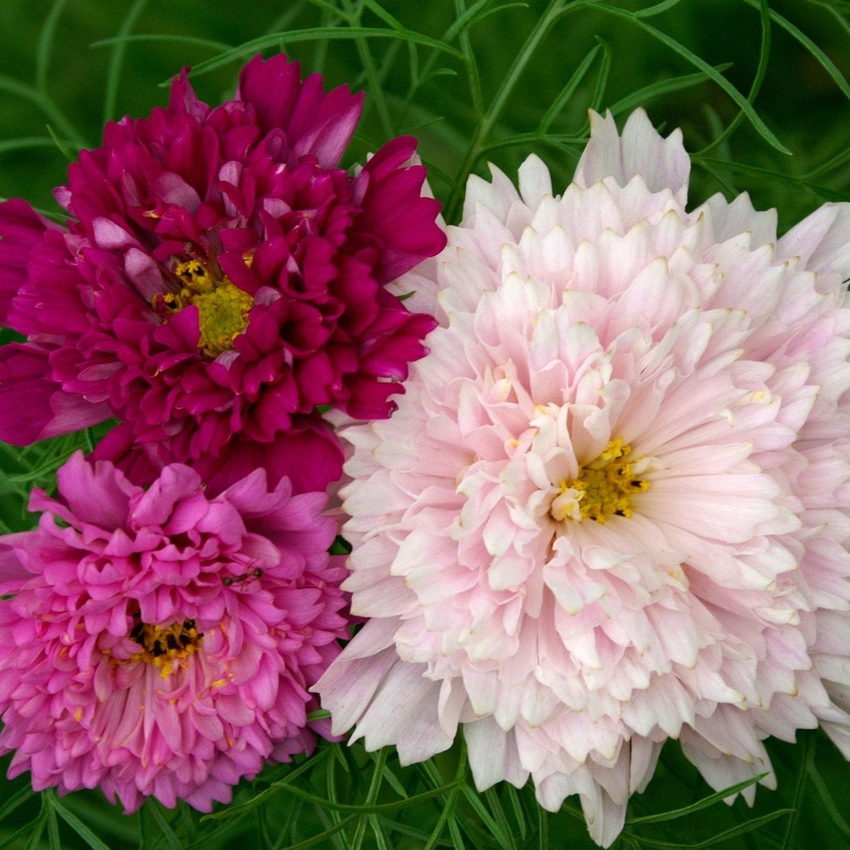 Cosmos Seeds - Double Click Mix - Alliance of Native Seedkeepers - Flower Seeds