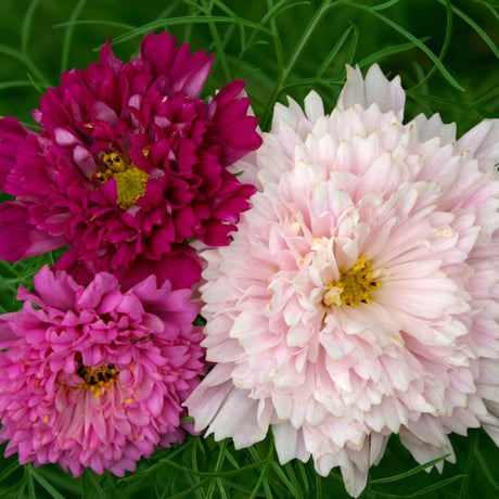 Cosmos Seeds - Double Click Mix - Alliance of Native Seedkeepers - Flower Seeds
