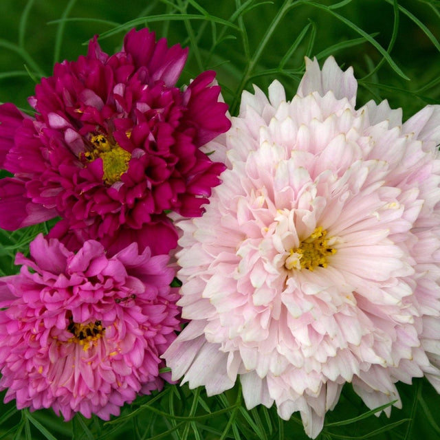 Cosmos Seeds - Double Click Mix - Alliance of Native Seedkeepers - Flower Seeds