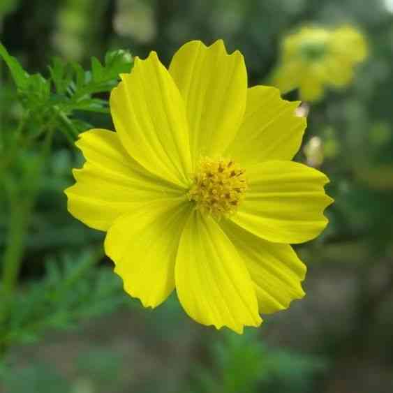 Dwarf Lemon Cosmos Seeds