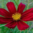 Cosmos Seeds - Dwarf Red - Alliance of Native Seedkeepers - 