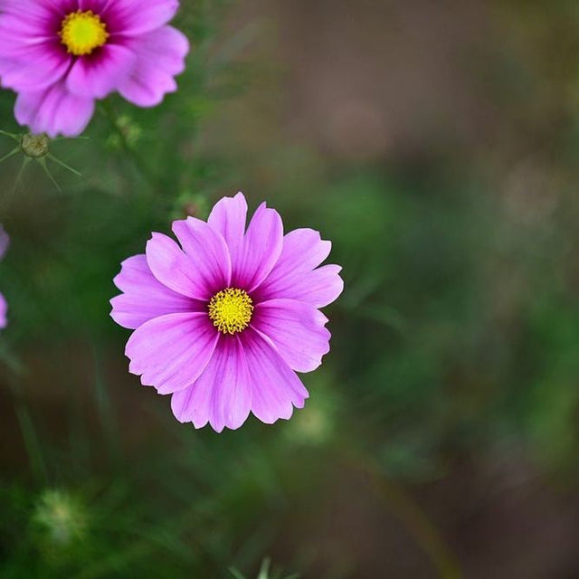 Cosmos Seeds - Gloria - Alliance of Native Seedkeepers - 