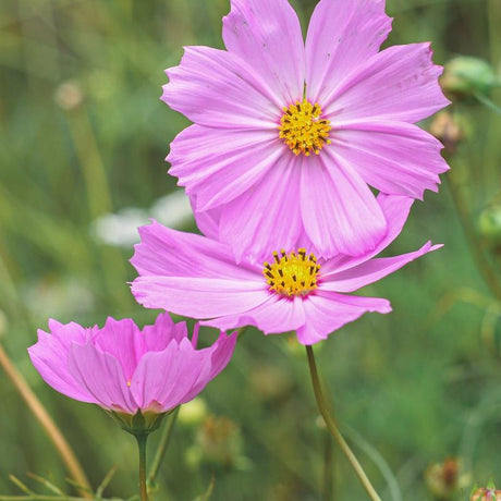 Cosmos Seeds - Pinkie - Alliance of Native Seedkeepers - 