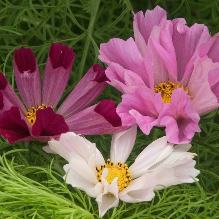 Cosmos Seeds - Sea Shells - Alliance of Native Seedkeepers - Flower Seeds