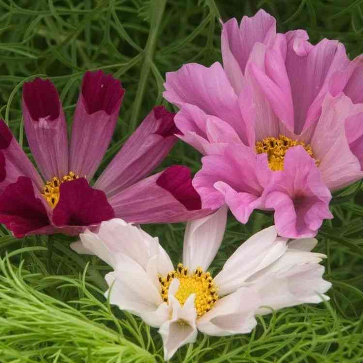 Sea Shells Cosmos Seeds