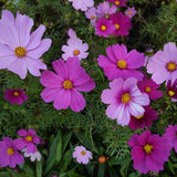 Cosmos Seeds - Sensation Mixed Color Cosmos - Alliance of Native Seedkeepers - Flower Seeds