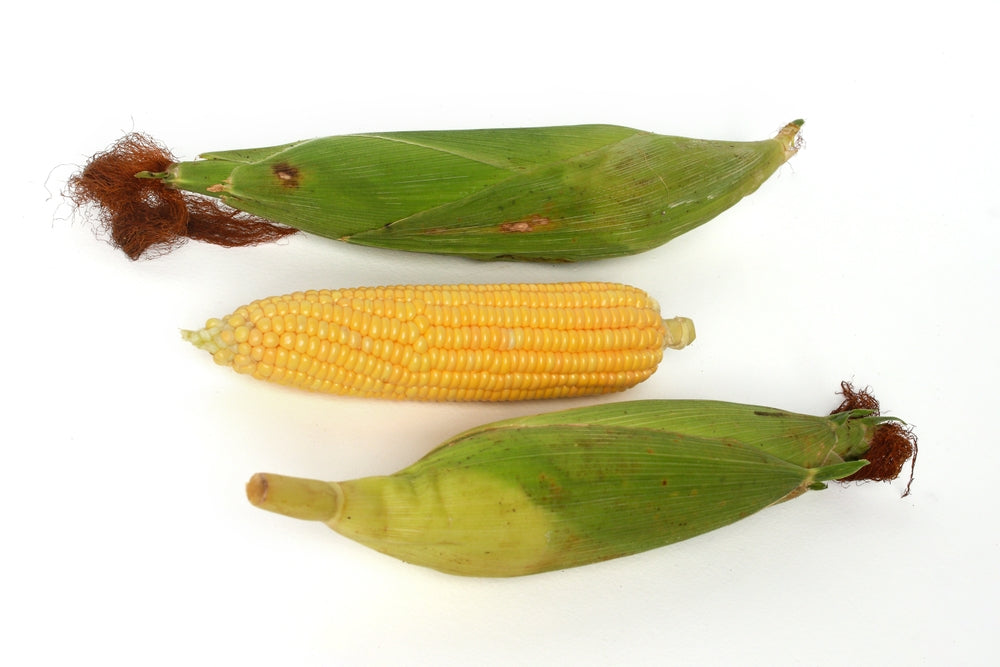 Dry white corn ears with loose kernels beside them