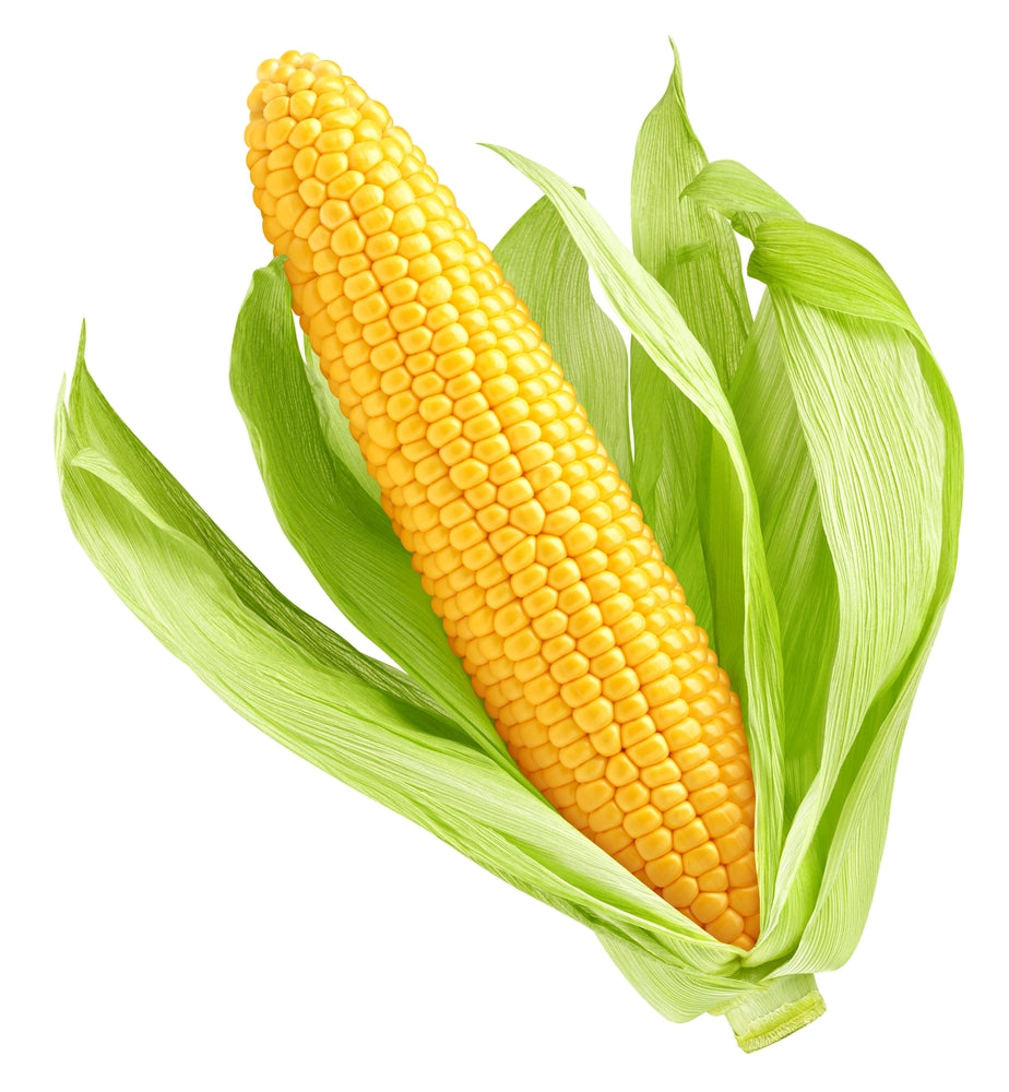 Fresh white sweet-corn ears on a plate
