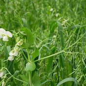 Cover Crop Mix Seeds - All Purpose - Alliance of Native Seedkeepers - Flower Seeds