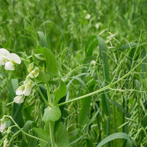 Cover Crop Mix Seeds - All Purpose - Alliance of Native Seedkeepers - Flower Seeds