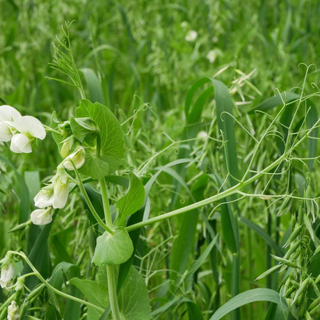 Cover Crop Mix Seeds - All Purpose - Alliance of Native Seedkeepers - Flower Seeds