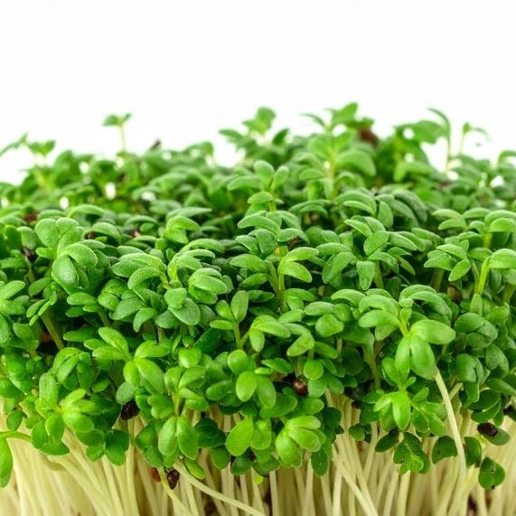 Cress Seeds - Upland - Alliance of Native Seedkeepers - Vegetable Seeds
