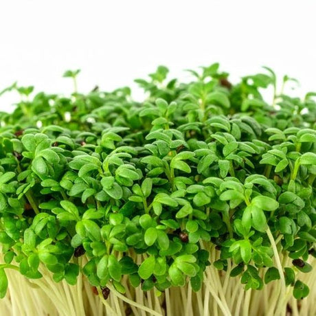 Cress Seeds - Upland - Alliance of Native Seedkeepers - Vegetable Seeds