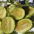 Cucamelon Seeds - West Indian Burr Gherkin - Alliance of Native Seedkeepers - Vegetable Seeds