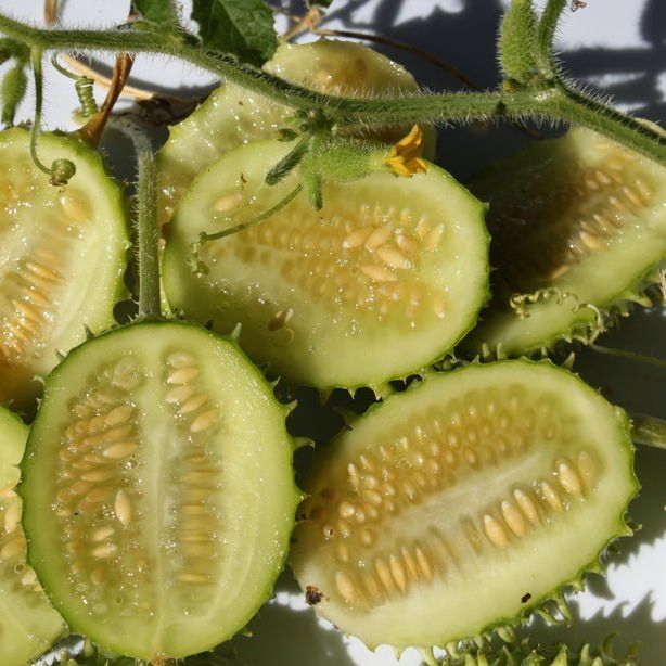 Cucamelon Seeds - West Indian Burr Gherkin - Alliance of Native Seedkeepers - Vegetable Seeds