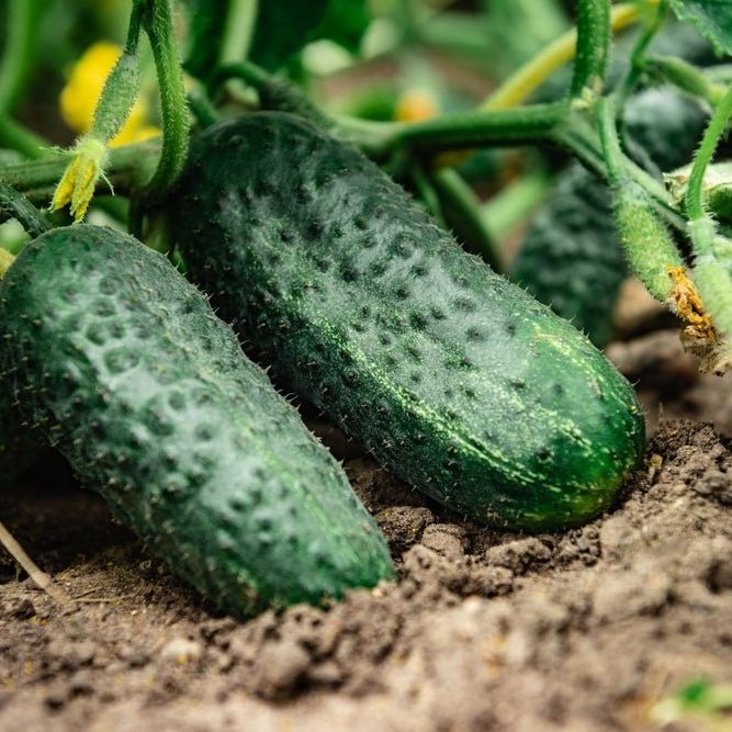 Cucumber Seeds - Garden Bush Pickle F1 - Alliance of Native Seedkeepers - Vegetable Seeds