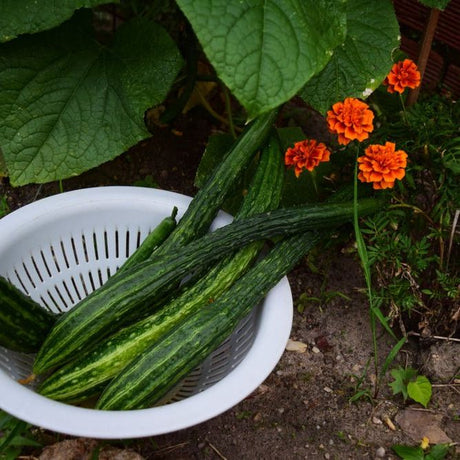 Cucumber Seeds - Suyo Long - Alliance of Native Seedkeepers - Vegetable Seeds