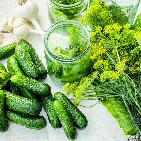 Cucumber Seeds - Vining - Homemade Pickles - Alliance of Native Seedkeepers - Vegetable Seeds