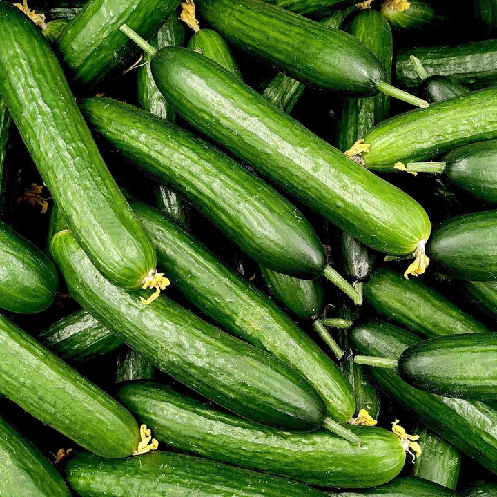 Marketer Slicing cucumber Seeds