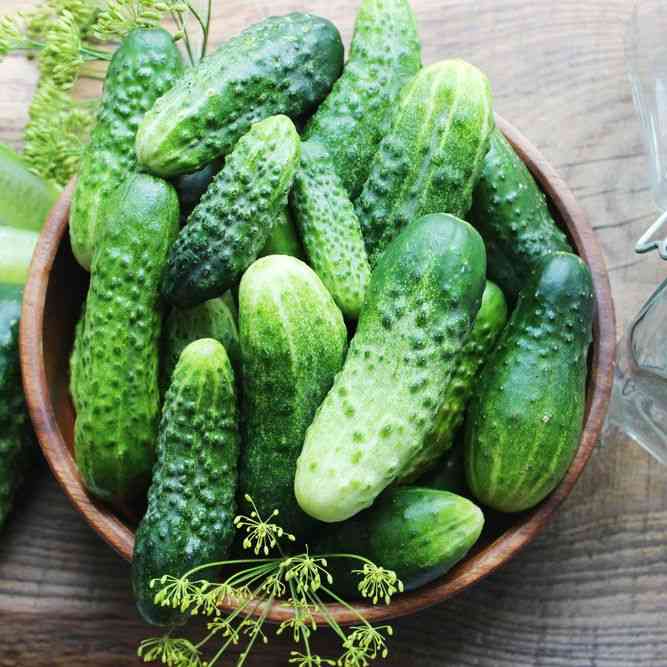 National Pickling Pickling cucumber Seeds