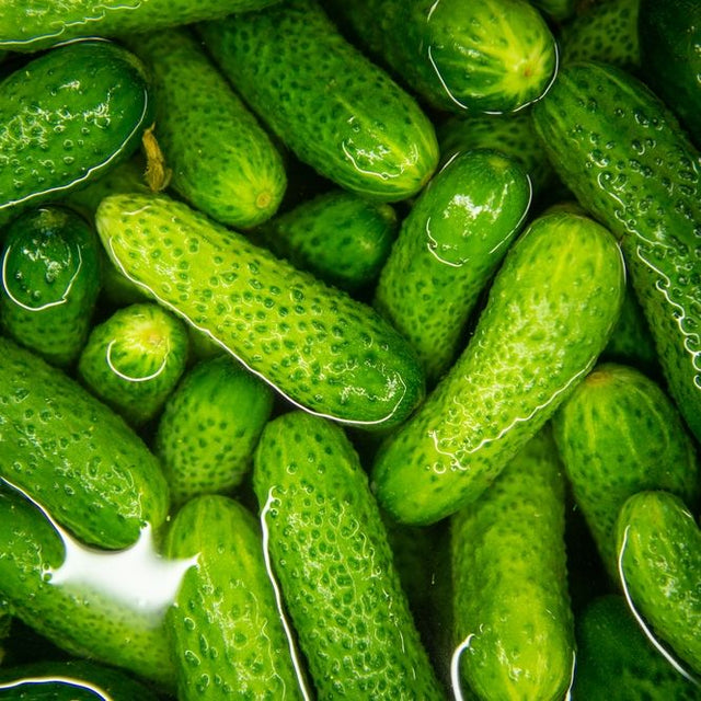 Cucumber Seeds - Vining - Poinsett 76 - Alliance of Native Seedkeepers - Vegetable Seeds