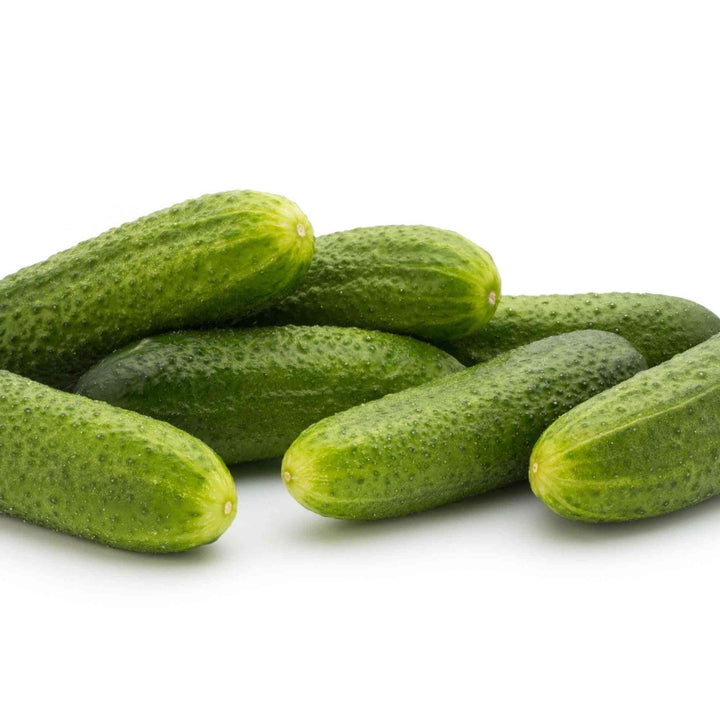 Rhinish Pickle Pickling cucumber Seeds