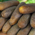Cucumber Seeds - Vining - Russische Gurke - Alliance of Native Seedkeepers - Vegetable Seeds