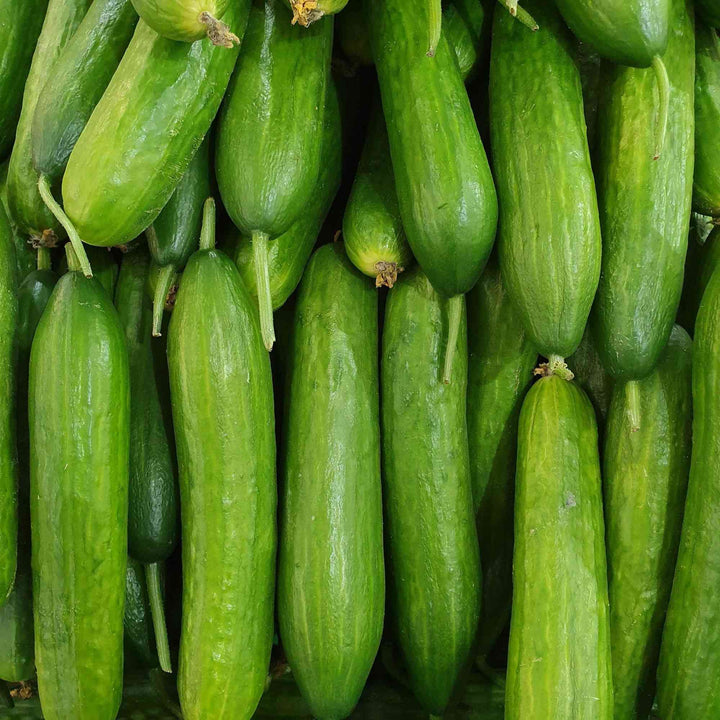 Straight Eight Cucumber Seeds