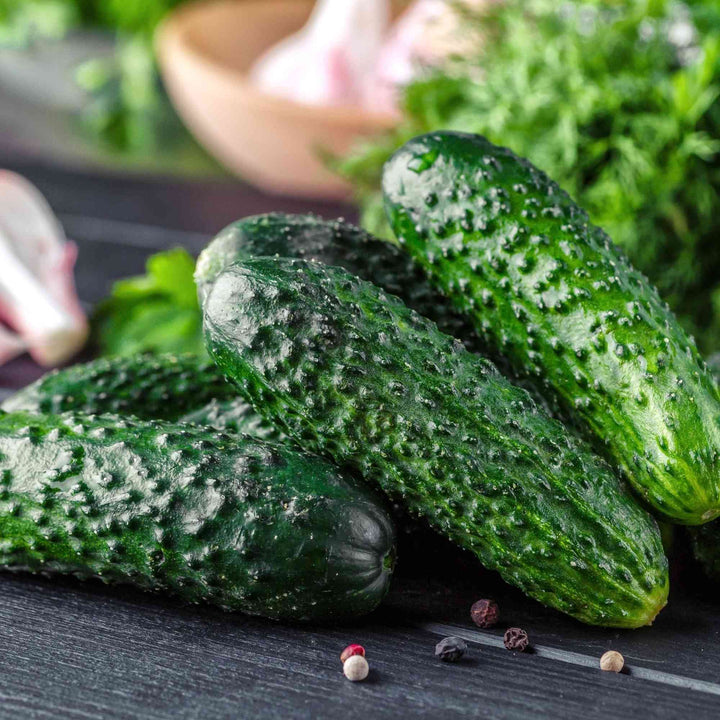 Sumter Cucumber Seeds