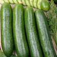 Cucumber Seeds - Vining - Tendergreen Burpless - Alliance of Native Seedkeepers - Vegetable Seeds