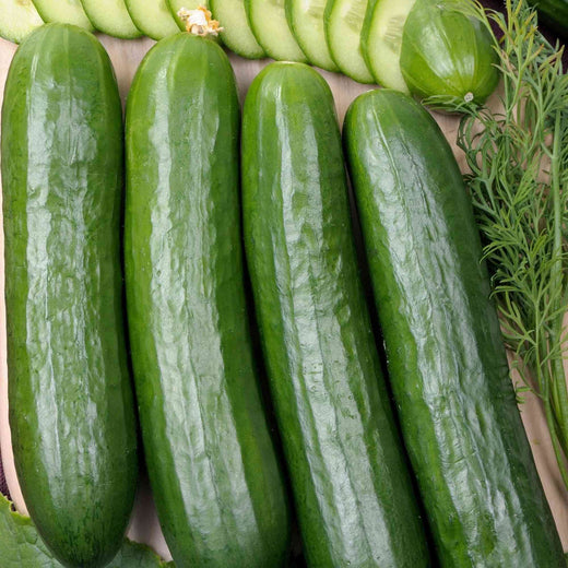 Tendergreen Burpless Slicing cucumber Seeds