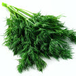 Dill Seeds - Bouquet - Alliance of Native Seedkeepers - Herb Seeds