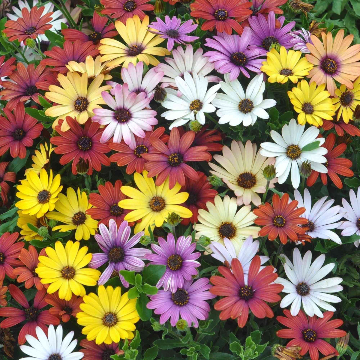 African Daisy Seeds, Dimorphotheca | American Meadows African Daisy Seeds, Dimorphotheca | American Meadows
