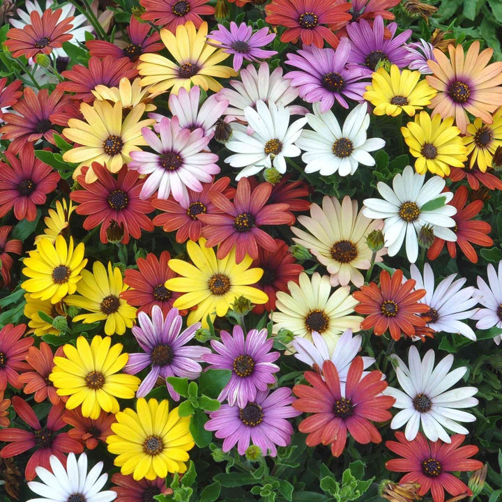 African Daisy Mix