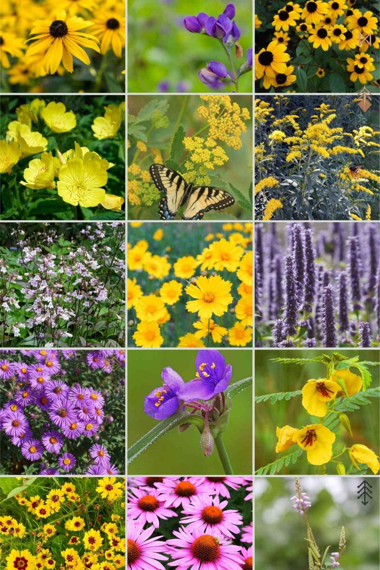 Flower Seeds - Wildflower - Eastern Pollinator Mix