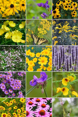 Flower Seeds - Wildflower - Eastern Pollinator Mix