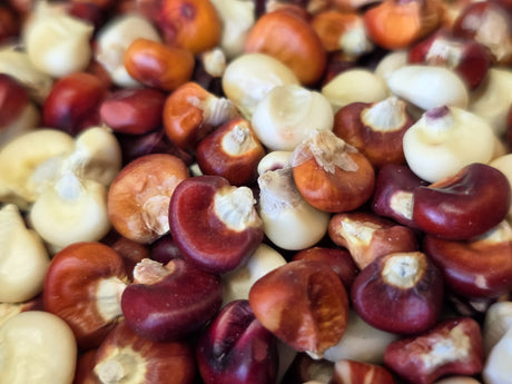 Corn Seeds - Flour - Magic Manna