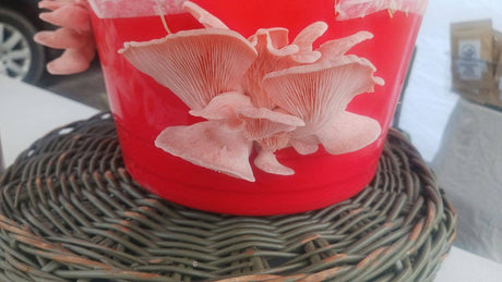 Mushroom Growing Kit