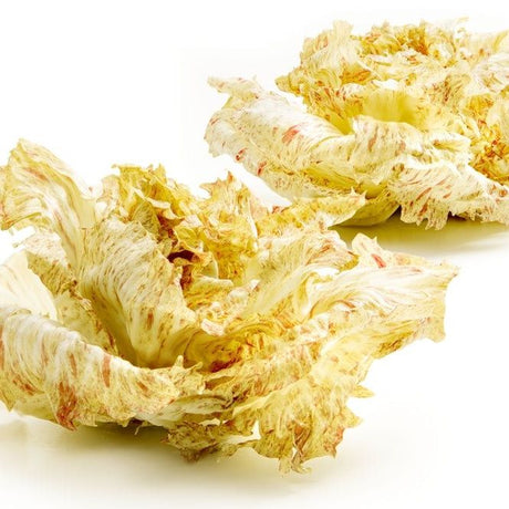 Endive Seeds - Castelfranco - Alliance of Native Seedkeepers - 