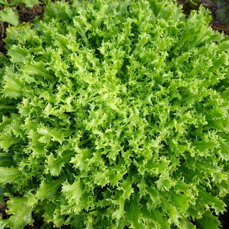 Endive Seeds - Green Curled Ruffec - Alliance of Native Seedkeepers - 