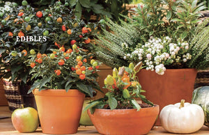 Old Farmer’s Almanac Container Gardener’s Handbook, The: