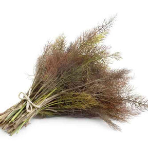 Fennel Seeds - Bronze - Alliance of Native Seedkeepers - 