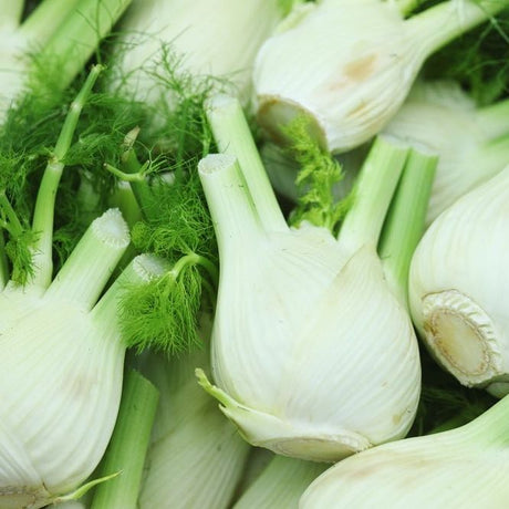 Fennel Seeds - Sweet - Alliance of Native Seedkeepers - 