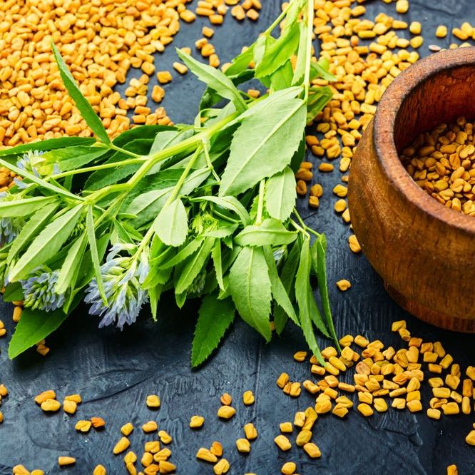 Fenugreek Seeds - Alliance of Native Seedkeepers - Herb Seeds