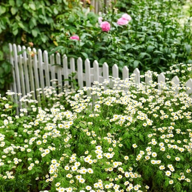 Feverfew Seeds - Feverfew - Alliance of Native Seedkeepers - Herb Seeds