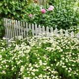 Feverfew Seeds - Feverfew - Alliance of Native Seedkeepers - Herb Seeds